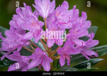 Gros plan d'un beau Rhododendron commun (Rhododendron ponticum) Banque D'Images