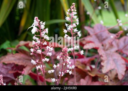 gros plan d'une belle alumine de Crevice (Heuchera micrantha 'Palace Purple') en pleine floraison estivale Banque D'Images