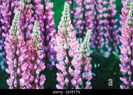 Fleurs rose pourpre de Lupin à grands feuilles, fleur de Lupinus polyphyllus en été Banque D'Images