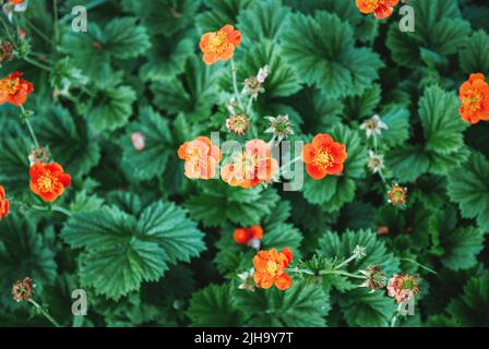 Fours chiliens, fours écarlate fleurs rouges dans le jardin, fond floral de Geum coccineum Banque D'Images