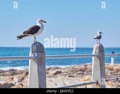 Deux mouettes perchées sur une barrière sur la promenade au bord du port avec espace de copie. Toute la longueur d'oiseaux blancs debout seul près d'un quai de la ville côtière Banque D'Images