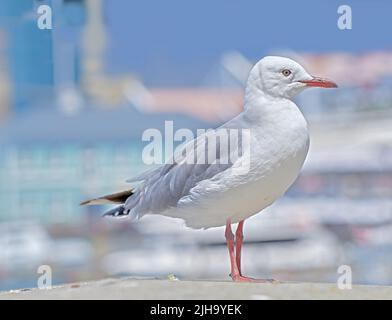 Un mouette assise sur un vieux quai de mer près du port. La goéland de hareng européen sur la rampe de la plage. Un seul oiseau à la recherche de nourriture au bord de la mer Banque D'Images