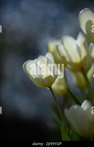 Bouquet de tulipes blanches sur fond sombre. Gros plan bouquet de belles fleurs de tulipe avec des tiges vertes. Plantes à fleurs vivaces de printemps cultivées comme Banque D'Images