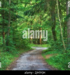 Sentier pittoresque entouré d'arbres verdoyants et de verdure dans la nature dans une forêt danoise au printemps. Passerelle déserte dans une forêt avec paysage pour Banque D'Images