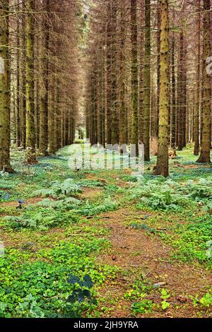 Paysage d'une forêt plantée isolée avec des pins cultivés en rangée. Vue panoramique sur les bois désertés et isolés dans un bois mystérieux Banque D'Images