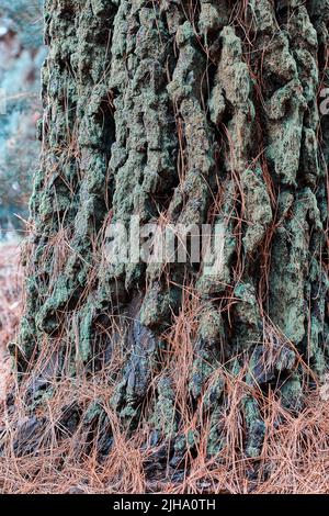 Gros plan d'une écorce de pin dans la forêt le matin de l'automne. Brindilles sauvages avec détails d'un vieux tronc couvert de mousse et d'herbe sèche dans le Banque D'Images