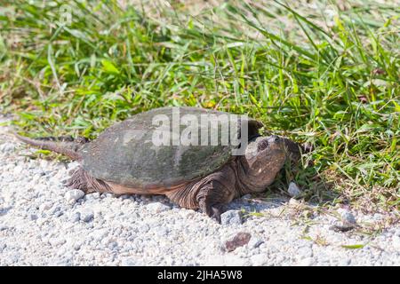 Tortue commune (Chelydra serpentina). Réserve naturelle nationale de Bombay Hook. Delaware. ÉTATS-UNIS Banque D'Images