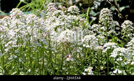 La photographie de paysage d'Iberis gibraltarica également connu sous le nom de Gibraltar candytuft est le symbole de la réserve naturelle de Upper Rock à Gibraltar. Banque D'Images