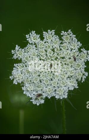 Fleurs délicates de carottes sauvages sur fond flou naturel Banque D'Images