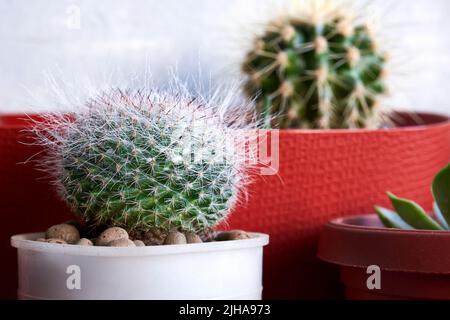 Petit cactus rond dans un pot gros plan. Culture de cactus à la maison Banque D'Images
