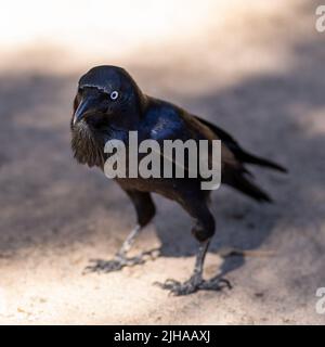Vue rapprochée en grand angle du corbeau australien qui s'est enlaché sur le sol Banque D'Images