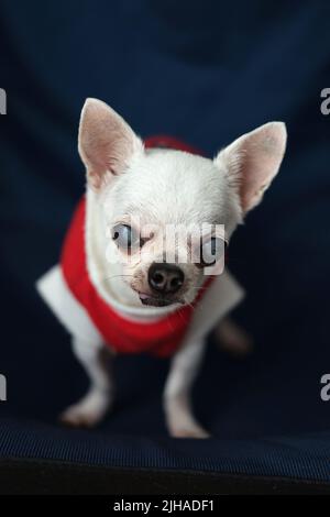 Chihuahua concept de chien santa claus , noël Banque D'Images