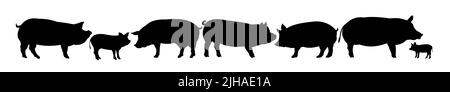 Ensemble de Pigs dans le pâturage. Silhouette de l'image. Animaux de la ferme. Animaux pour la viande et la graisse. Isolé sur fond blanc. Vecteur Illustration de Vecteur