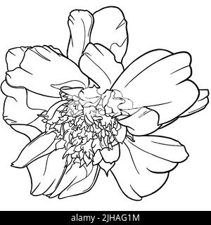 Illustration graphique de fleurs Marigold du Mexique. Dessin au trait de timbre botanique Banque D'Images