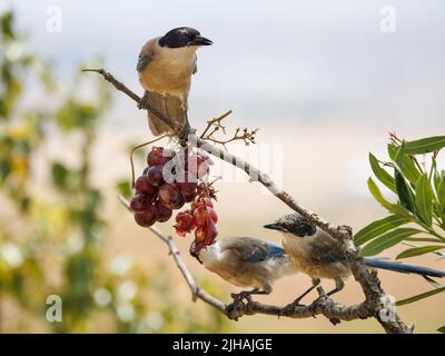 Magpie ibérique (Cyanopica Cooki). Oiseaux mangeant des raisins. Banque D'Images