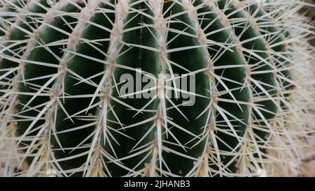 Image plein format de gros plan de cactus à pointes Banque D'Images