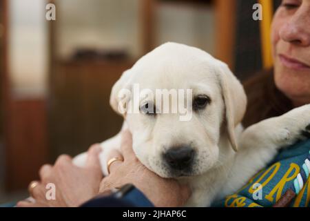Mignon petit chiot blond se reposant sur ses genoux de propriétaires dans un gros plan de la tête à l'intérieur à la maison Banque D'Images