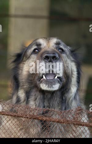 Chien de berger de race blanche - Grande taille, structure musculosquelettique puissante, et chien de garde d'animaux à poils longs attrayant originaire des pays de Caucas Banque D'Images