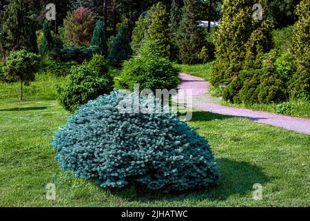 Pins et arbres dans un parc avec une pelouse verte et un chemin de terre parmi les plantes illuminées par la lumière du soleil un jour d'été pour une promenade dans le ai frais Banque D'Images