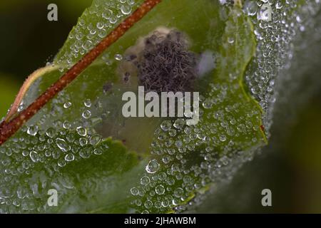 macro photographie d'une feuille enveloppée dans une toile d'araignée avec un nid d'épiderlings à l'intérieur. espace de copie. Faune. Banque D'Images