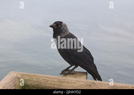 Jackdaw assis sur le poteau de clôture Banque D'Images