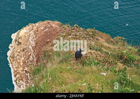 Jackdaw assis au sommet d'une falaise à Bempton Cliffs, sur la côte du Yorkshire, en Angleterre Banque D'Images