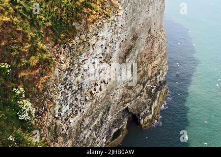 Colonies d'oiseaux de mer nichant sur les falaises de Bempton, sur la côte du Yorkshire, en Angleterre Banque D'Images