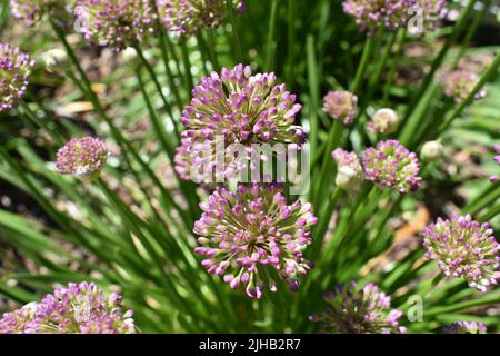 Close up of pink flowers Banque D'Images