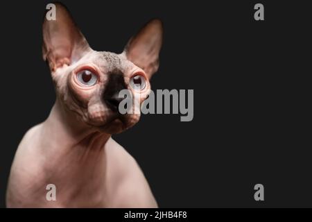 un sphinx sans poils avec de grands yeux et un museau noir regarde sur le côté, un beau chat exotique sur un fond noir Banque D'Images