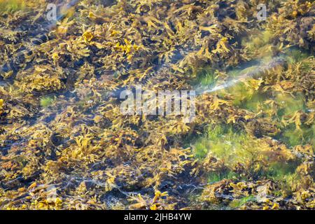 Algues (Fucus vesiculosus) dans la mer Baltique sur la côte allemande Banque D'Images