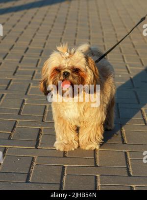 Yorkshire Terrier marche en plein air Banque D'Images