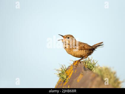 Gros plan d'un wren de Shetland (Troglodytes troglodytes zetlandicus) faisant appel à une roche mossy contre le ciel bleu, les îles Shetland. Banque D'Images