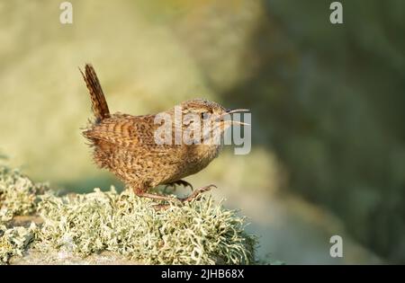 Gros plan d'un wren de Shetland (Troglodytes troglodytes zetlandicus) faisant appel à une roche mossy, Shetland Islands, Royaume-Uni. Banque D'Images