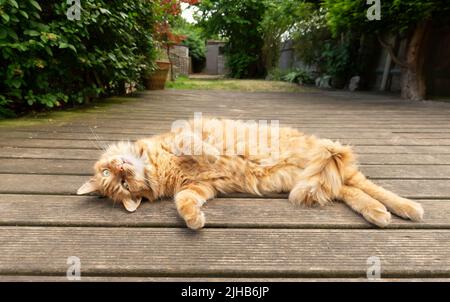 Gros plan d'un chat au gingembre décontracté couché sur une terrasse en bois dans le jardin. Banque D'Images