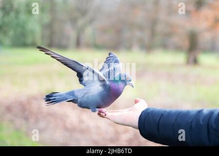 Gros plan d'un pigeon sauvage se nourrissant d'une main dans un parc, Royaume-Uni. Banque D'Images