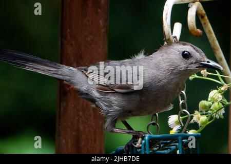 Oiseau gris sur le mangeoire à suet de jardin Banque D'Images