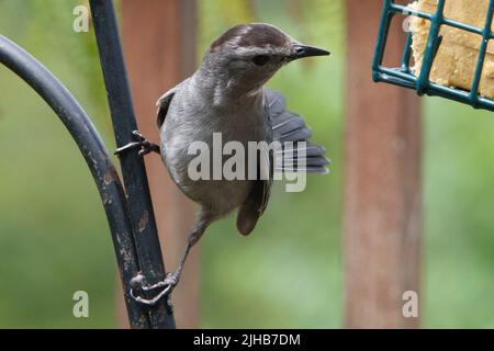 Oiseau gris sur le mangeoire à suet de jardin Banque D'Images