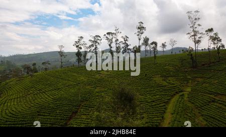 Vue aérienne des plantations de thé vert dans une province montagneuse du Sri Lanka. Paysage de domaine de thé. Banque D'Images