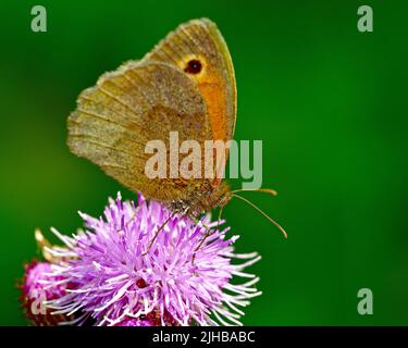 Papillon brun de prairie nom scientifique Maniola jurtina sur fond vert pâle perchée sur un chardon de mer pourpre avec du pollen sur ses jambes et son corps Banque D'Images