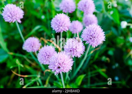 Ciboulette en fleurs qui pousse et fleurit dans un jardin. Fond vert avec ciboulette à fleurs violet clair pour la publication, la conception, l'affiche Banque D'Images