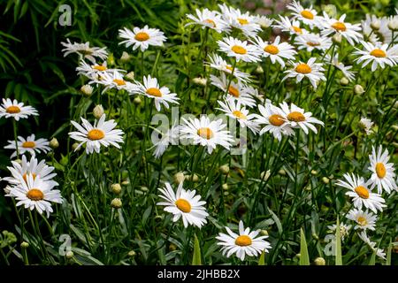 La Marguerite (Bellis perennis). Connu sous le nom de pâquerette commune, pâquerette de pelouse ou pâquerette anglaise. Banque D'Images