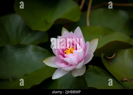 Nénuphars . Les nénuphars sont enracinés dans le sol dans des plans d'eau, avec des feuilles et des fleurs flottant ou sortant de la surface Banque D'Images