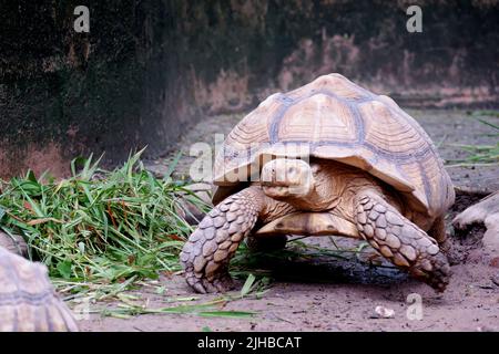 Tortue géante Galapagos c'est la plus grande tortue vivante. Banque D'Images