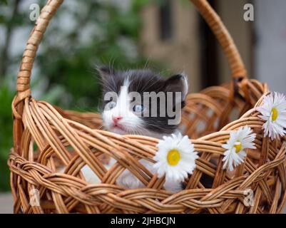 Museau noir et blanc drôle chatons mignon Peeks d'un panier en osier, plusieurs marguerites blanches décorent le panier. Chat enfance, belles cartes postales, Banque D'Images