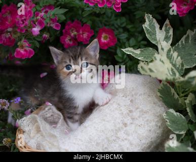 tricolor mignon chaton c est assis sur une couverture douce dans un lit de fleur sous un bush de fleurs roses vives. Enfance de chat, belles cartes postales, harmonie de Banque D'Images