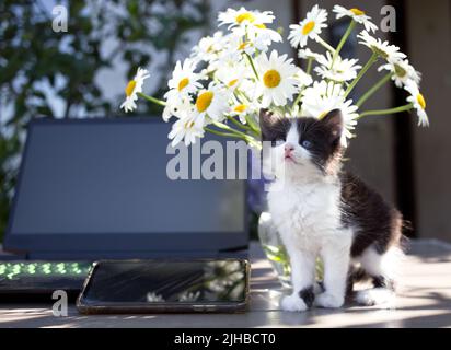 le chaton noir et blanc se trouve sous un bouquet de pâquerettes à côté d'un écran d'ordinateur portable et d'un téléphone portable. Communication en ligne, travail dans la nature à côté d'un furr Banque D'Images