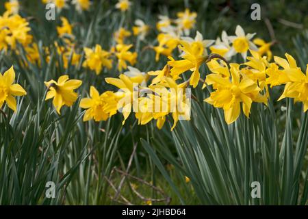 Beaucoup de têtes de jonquilles en fleur pendant le printemps avec plus de décoloration dans la distance. Banque D'Images