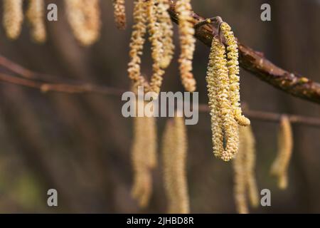 Close-up of hazel catkins hanging from a branch. Hazel flowers in the Spring, and is a widespread deciduous plant that can grow as a shrub or a tree, Stock Photo