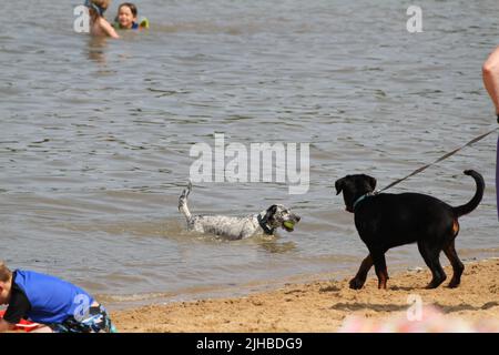 Manningtree, Royaume-Uni. 17th juillet 2022. Le Stour Sailing Club accueille la régate de Manningtree qui se tient pour la première fois depuis 2019 en raison de la pandémie de Covid. Les chiens s'amusent à jouer dans le fleuve Stour. Crédit : Eastern Views/Alamy Live News Banque D'Images