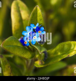 Gros plan sur Forget-me-not (Myosotis sylvatica) et des feuilles vertes luxuriantes au printemps Banque D'Images